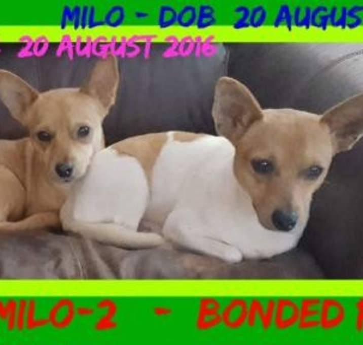 Photo of PIXIE & MILO (Bonded Pair)