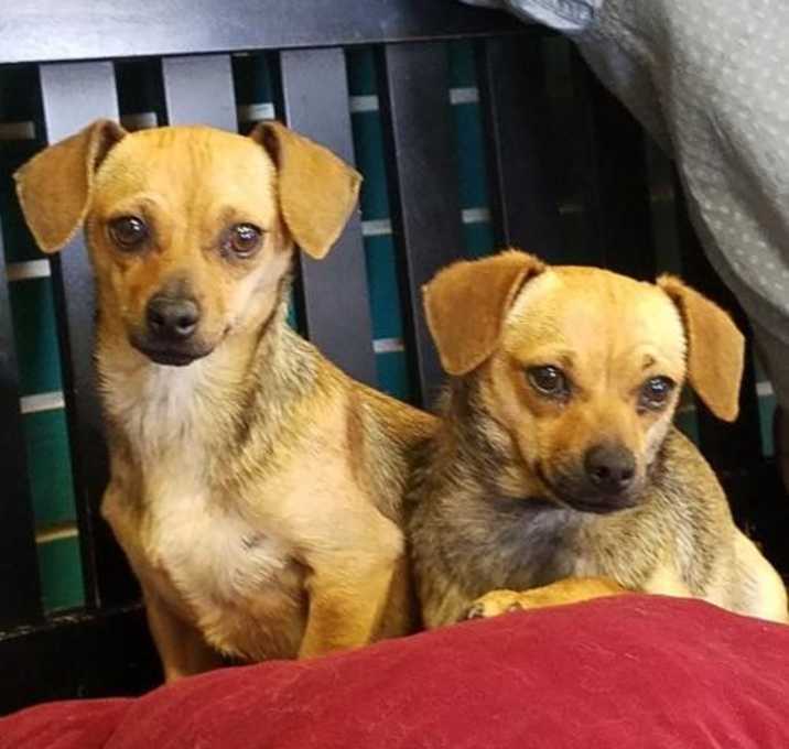 Photo of Lola & Zoey