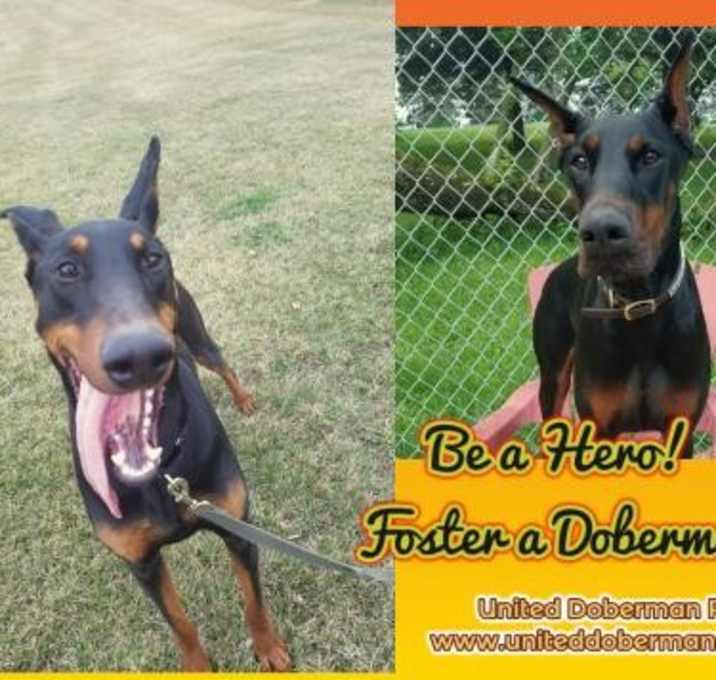 Photo of And you can be a hero! Fosters Needed today!!