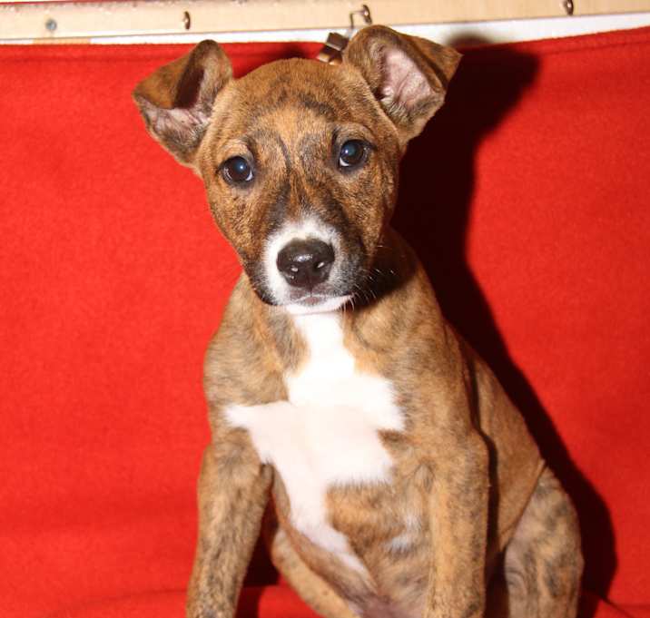 Photo of Stratton (Adoption Pending)