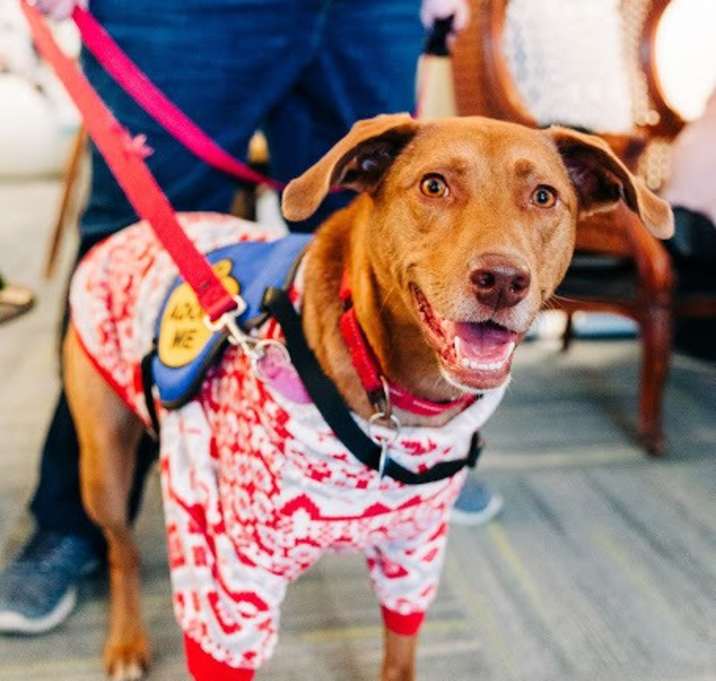 Photo of Roxy aka Zoey (Has Application)