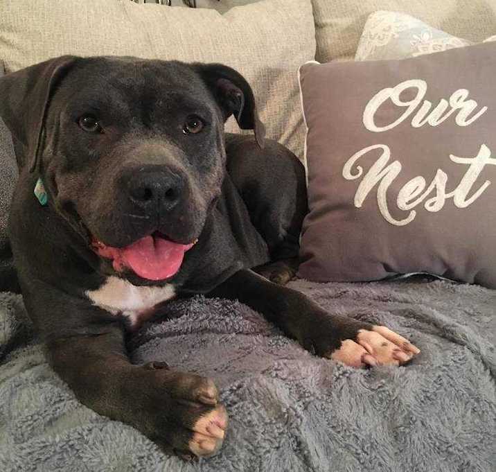 Photo of Pippa Piglet