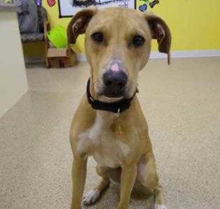 Photo of Bowie fka Joey