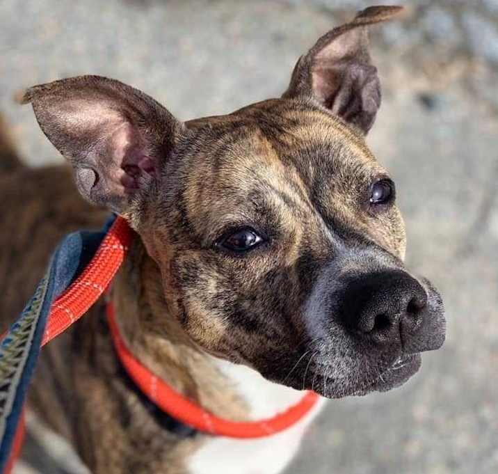 Photo of Phillipa (ACC) (AKA Pippa)