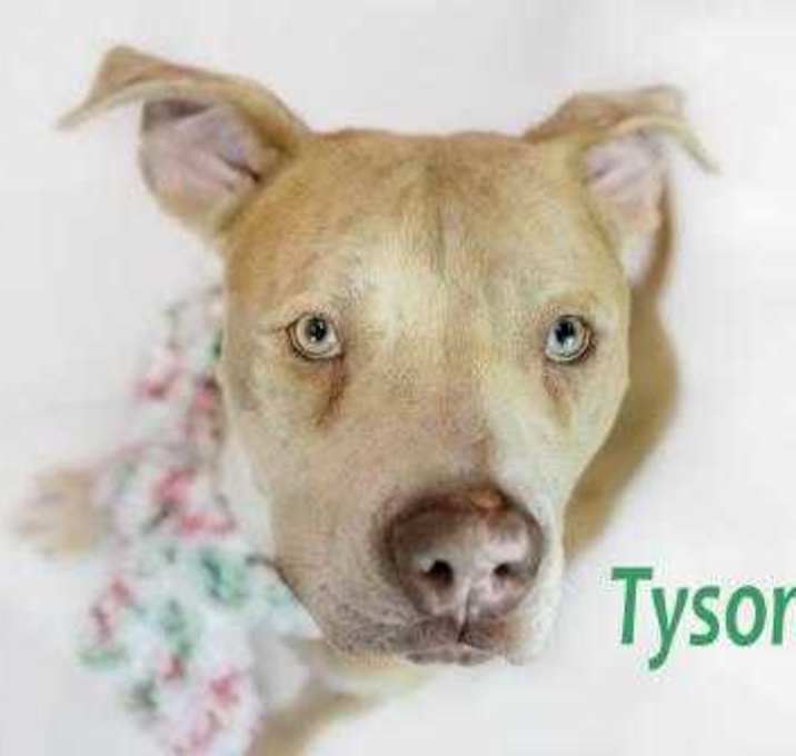 Photo of Tyson