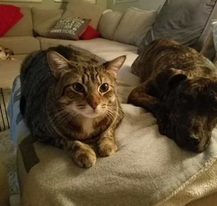 Photo of Prince CharmngDOG loves CATS!