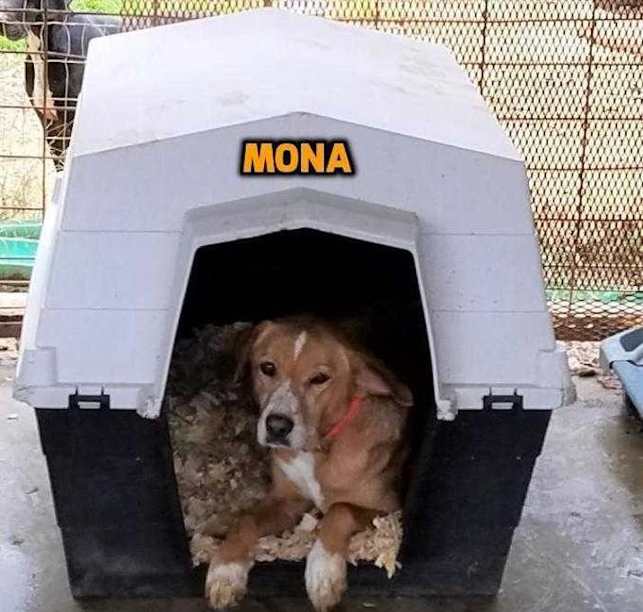 Photo of Mona