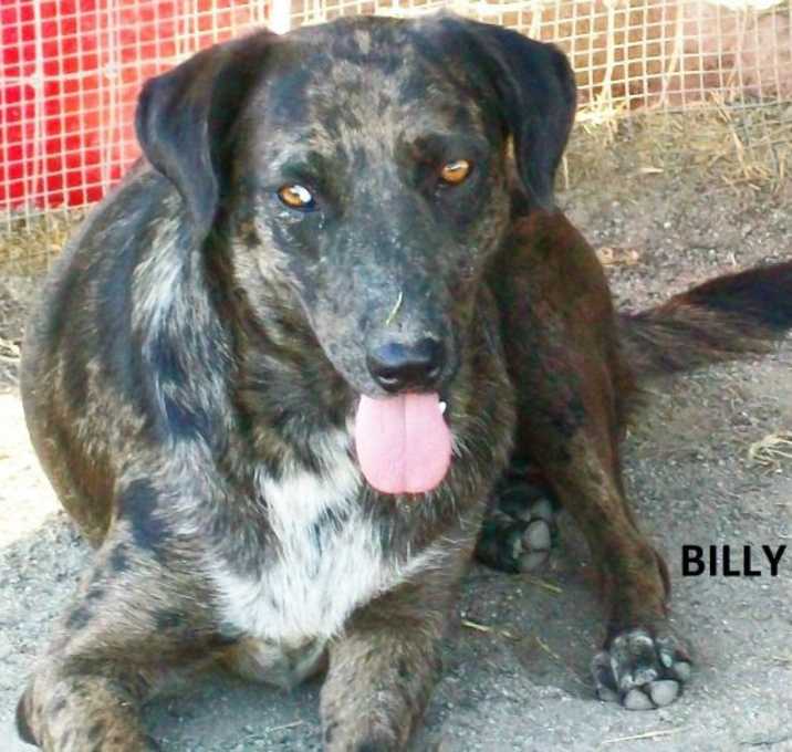 Photo of BILLY