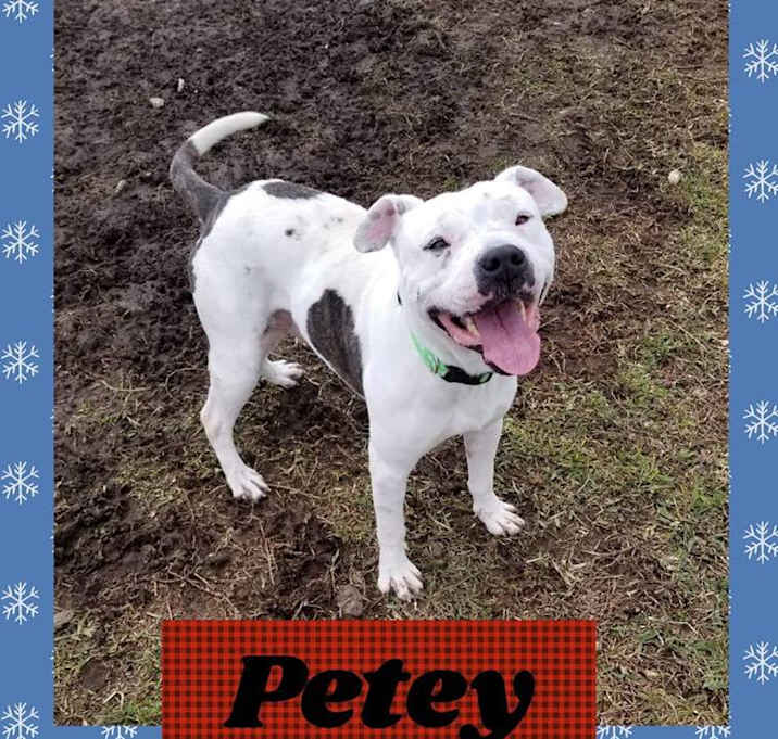 Photo of Petey