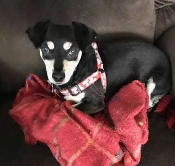 Photo of Polo Kravis