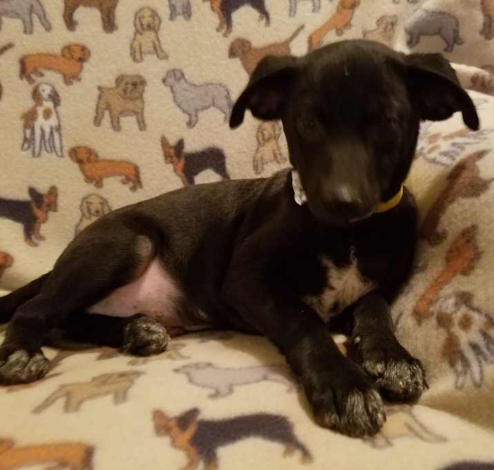 Photo of Onyx  (see video)