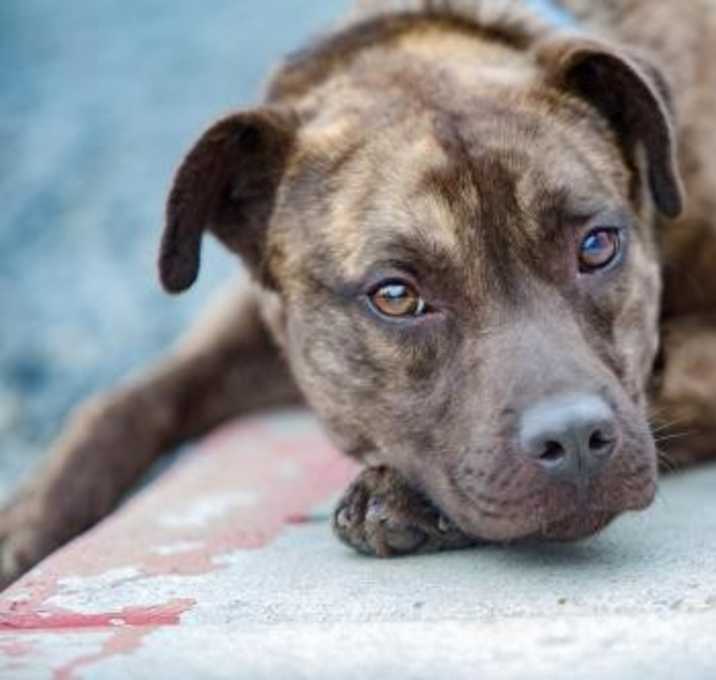 Photo of Charlie Boy