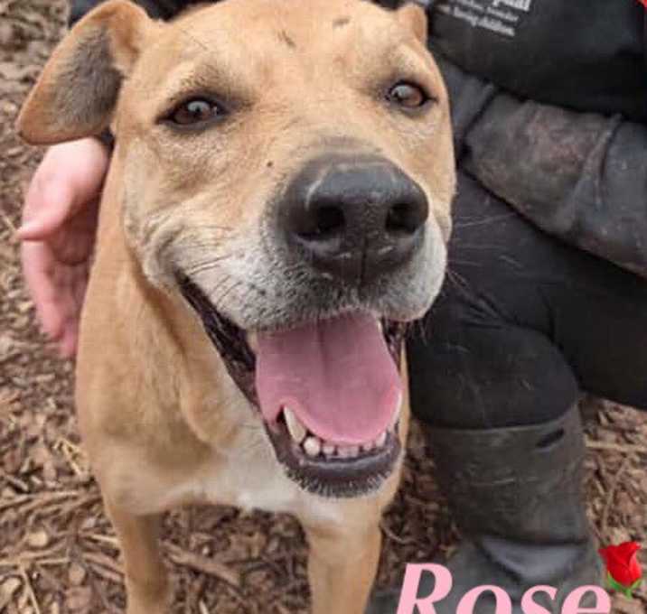 Photo of Rose