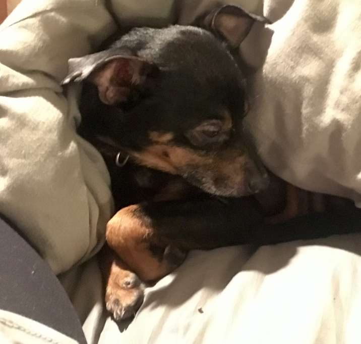 Photo of Charlie: courtesy post (MI)