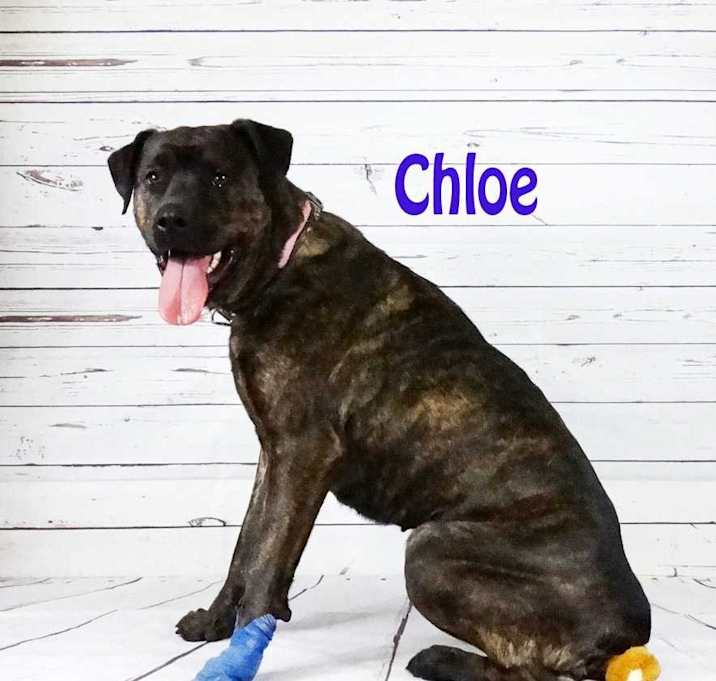Photo of Chloe