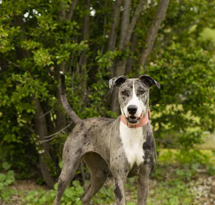 Photo of China - adopted do not inquire