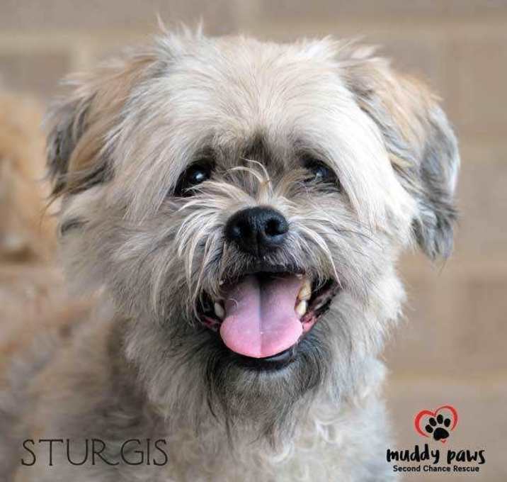Photo of Sturgis-Adoption Pending