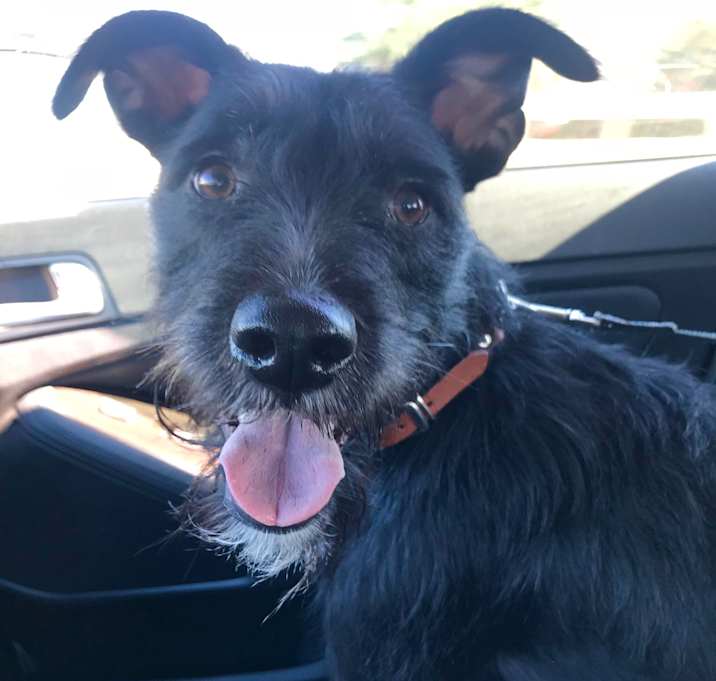 Photo of Archie-VIDEO