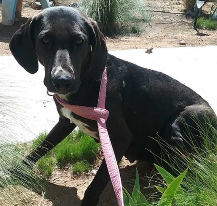 Photo of Princess the Lab