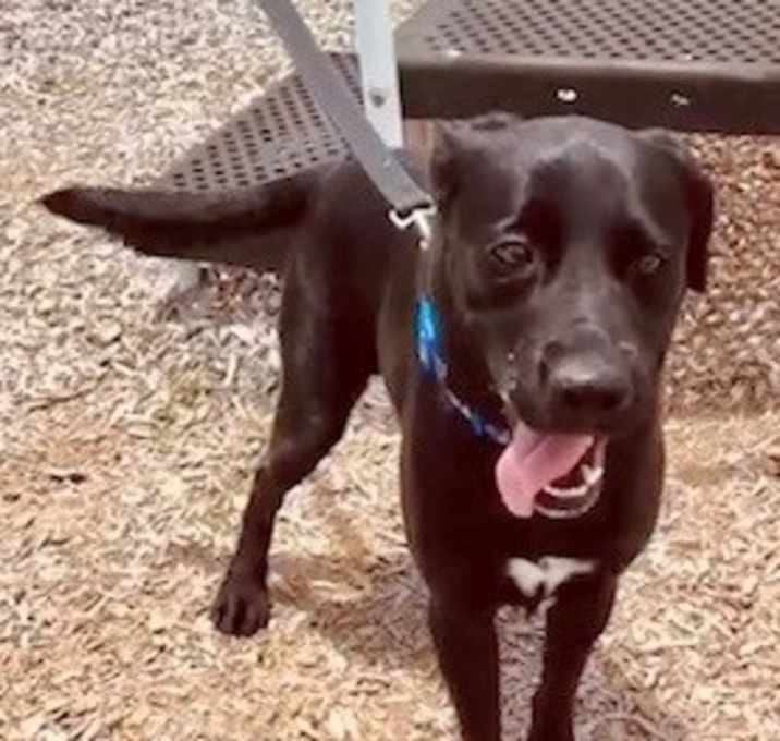 Photo of Buddy - High energy and sweet