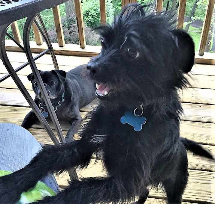 Photo of RALPHIE in Linden, VA