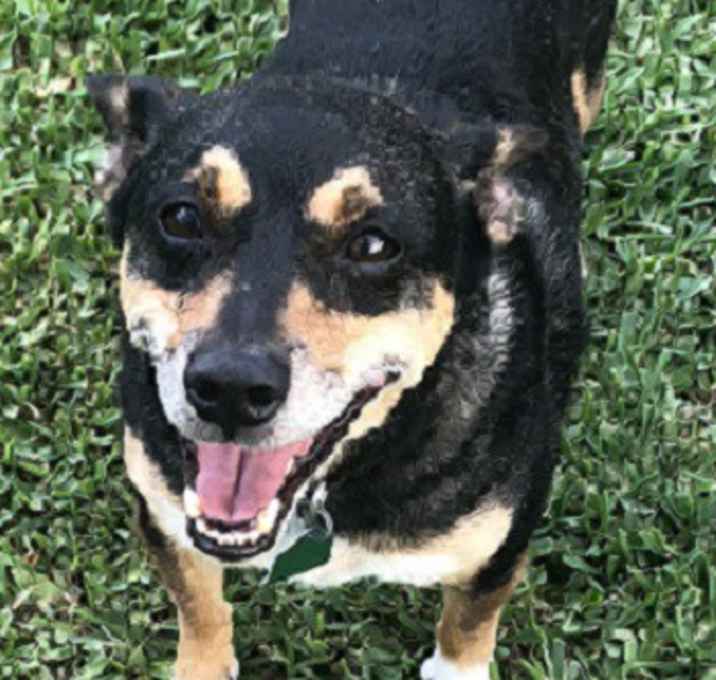 Photo of Eddie - sweet and calm boy