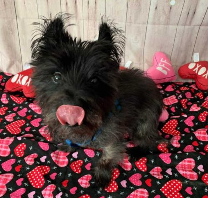 Photo of Pepe Le Pew