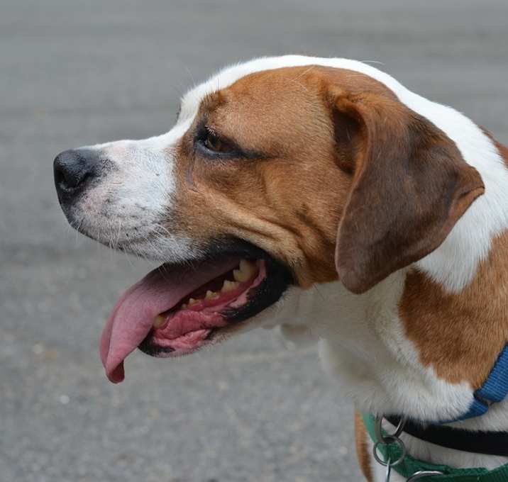 Photo of Maggie (Has Application)