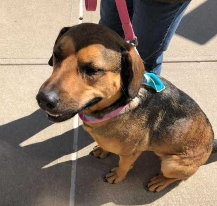 Photo of Flower Patch mama 'Daisy