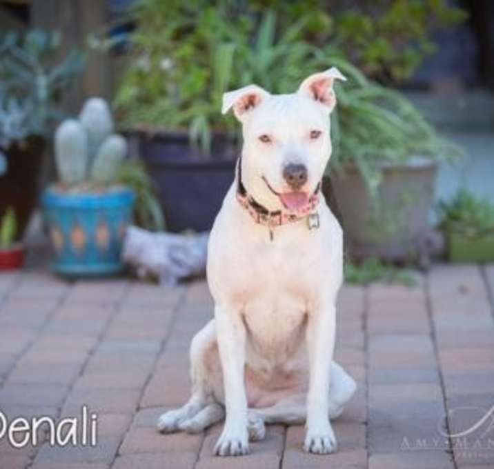 Photo of Denali *DEAF*