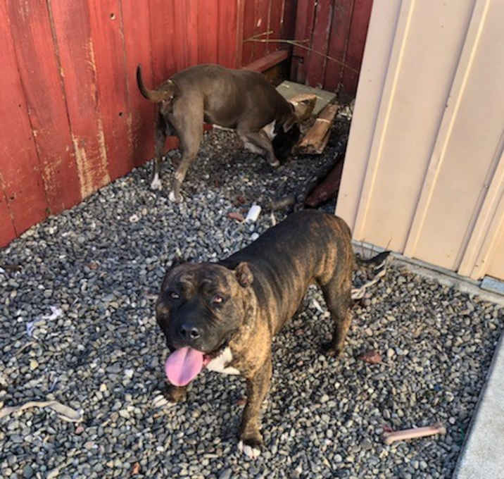 Photo of Rex, and Tiger