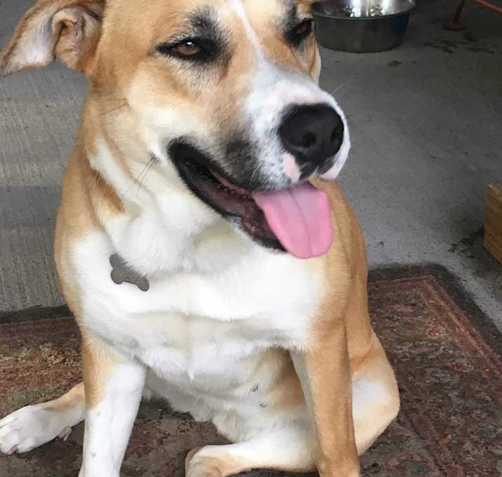 Photo of Sierra (fostered in FL)