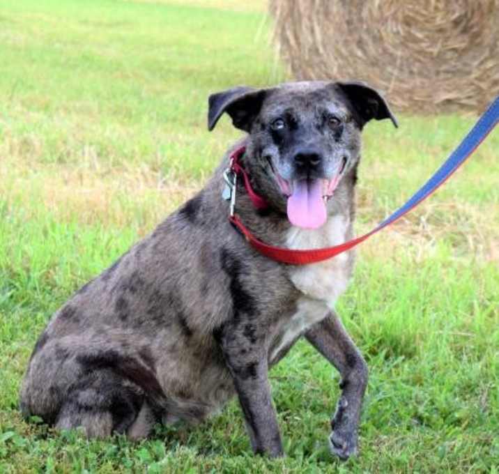 Photo of BEAUTIFUL BROWNIE