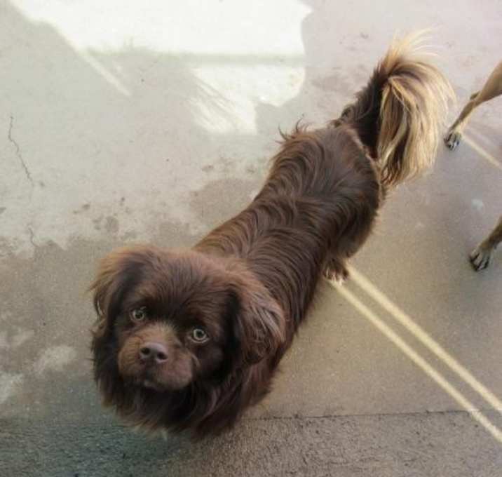 Photo of Max Spaniel