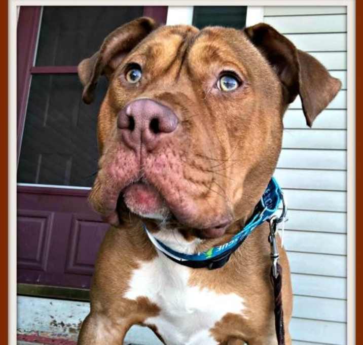 Photo of Nucky ~FOSTER OR ADOPTER NEEDED~