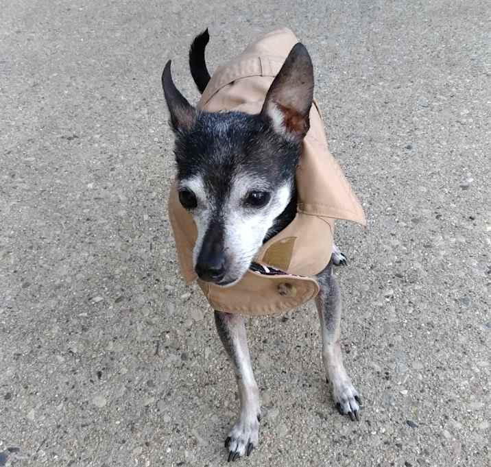 Photo of Tinker - Milwaukee, WI