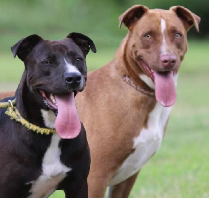 Photo of Uboo and Mya