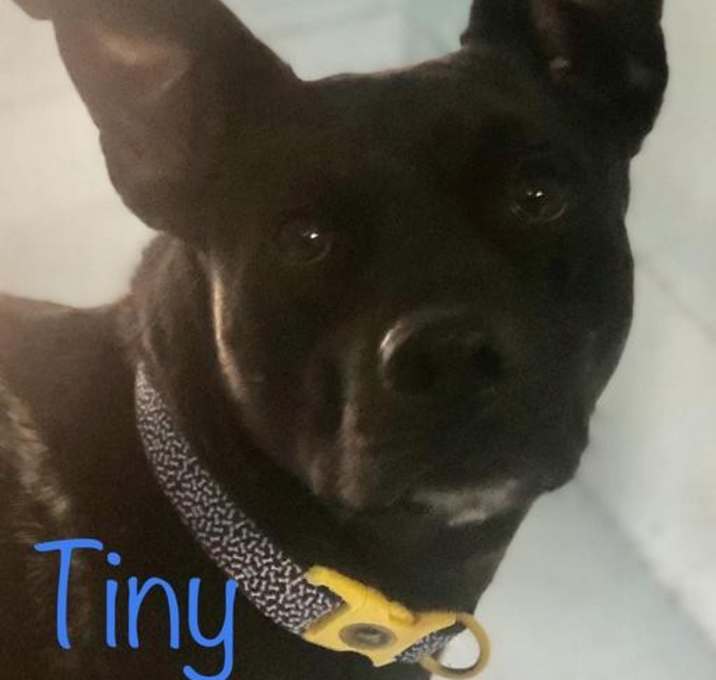 Photo of Tiny