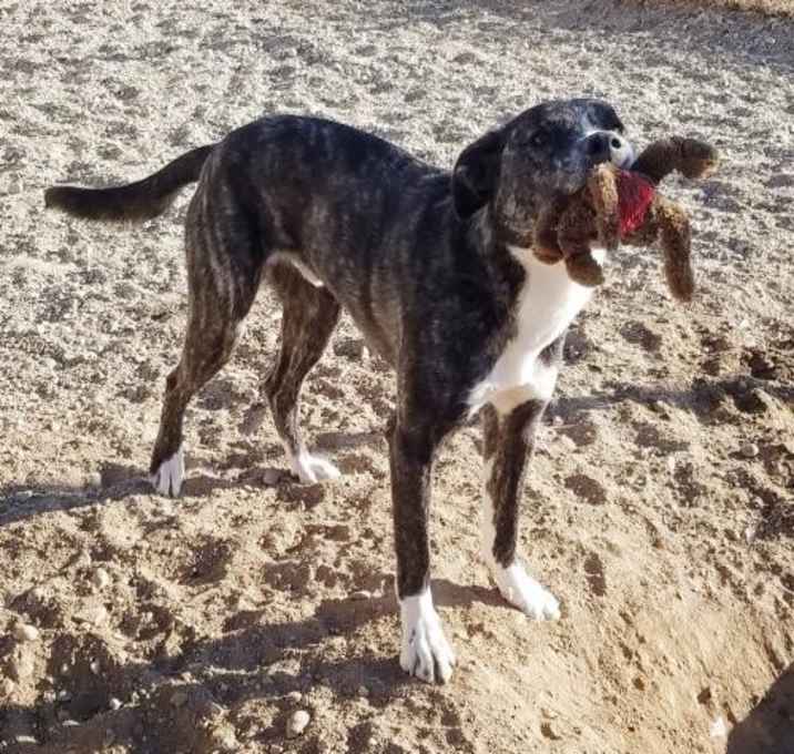 Photo of MURRAY - ** SEE VIDEOS **