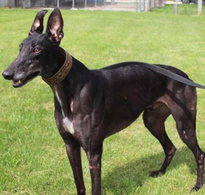 Photo of PJ Bet Big (Jet)