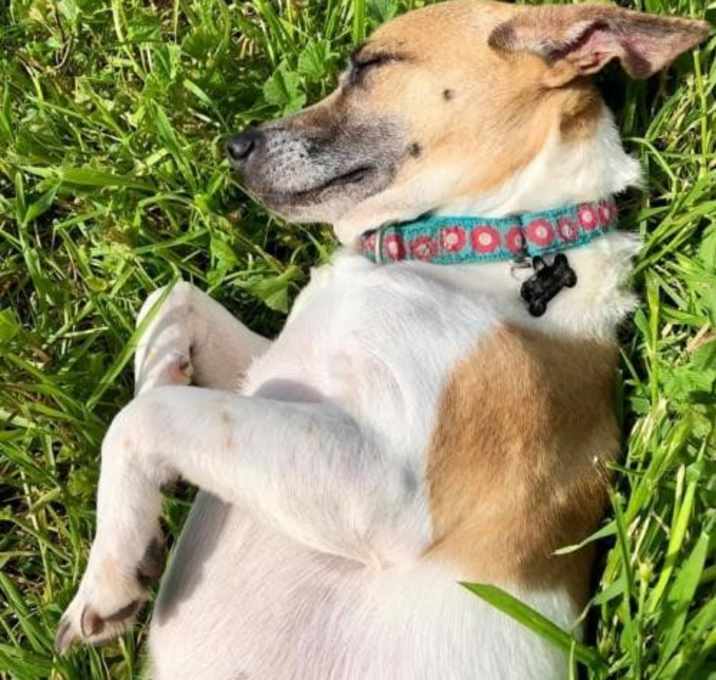 Photo of Pebbles Too