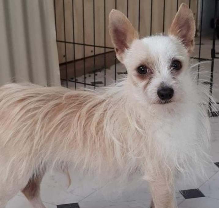 Photo of Juno Fox from California