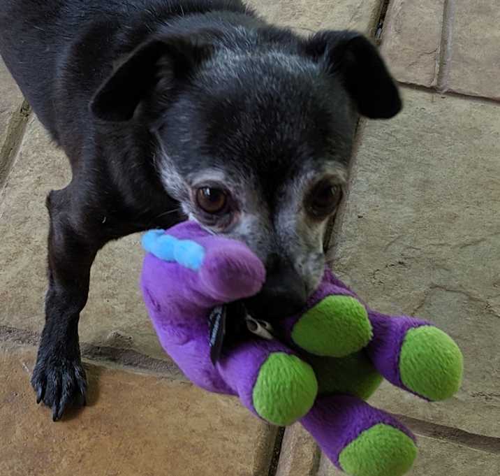 Photo of Marvin (Vinnie)