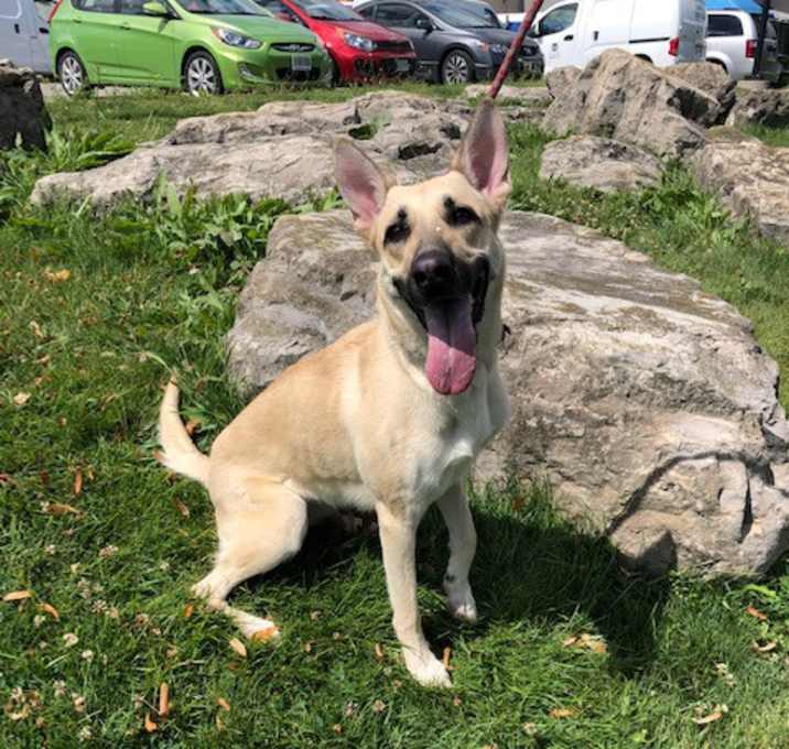 Photo of Mika - FOSTER/FOSTER TO ADOPT