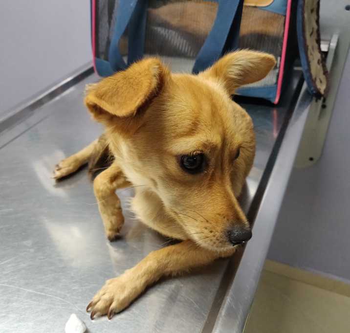 Photo of Tina and Munchkin