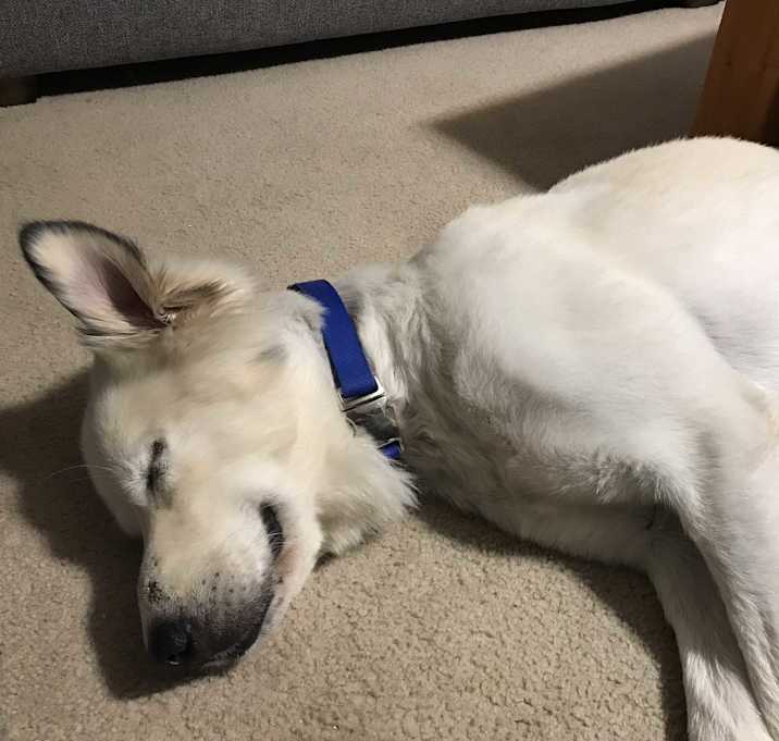 Photo of Hank - Courtesy Post