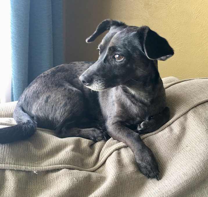 Photo of Milo-bonded pair