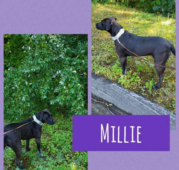 Photo of Millie