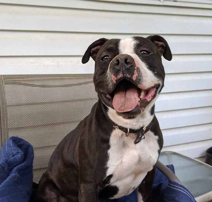 Photo of Buddy/Courtesy Postin!