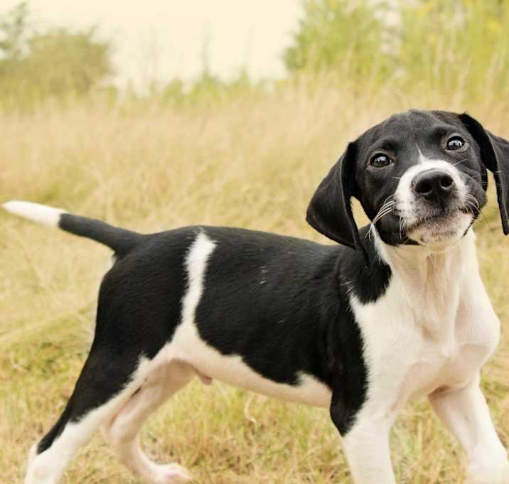 Photo of Buckwheat- ADOPT PEND!